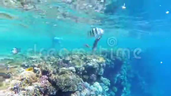 在红海里喂食五颜六色的鱼漂浮在珊瑚礁附近的彩色鱼慢动作视频的预览图