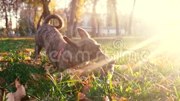 主人和狗在公园里散步狗在公园里玩棍子在夕阳下照顾和训练宠物视频的预览图