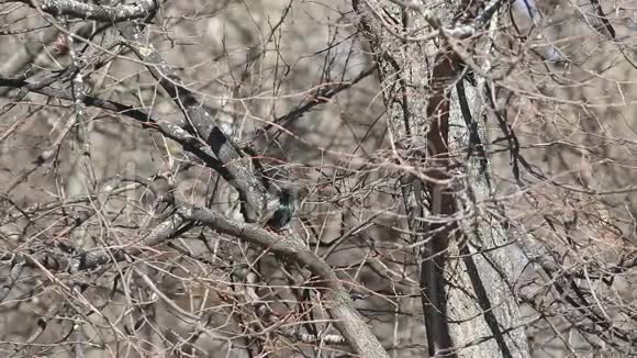 喜达屋鲟羽毛鲜艳栖息在树枝上清洁羽毛视频的预览图