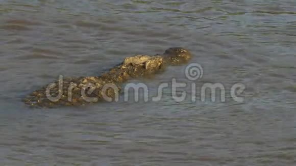 一条大型鳄鱼在马拉河中游过后景视频的预览图