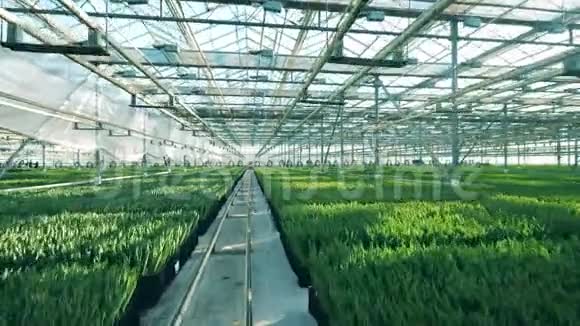 郁金香花在温室的盆栽中生长培育工业视频的预览图
