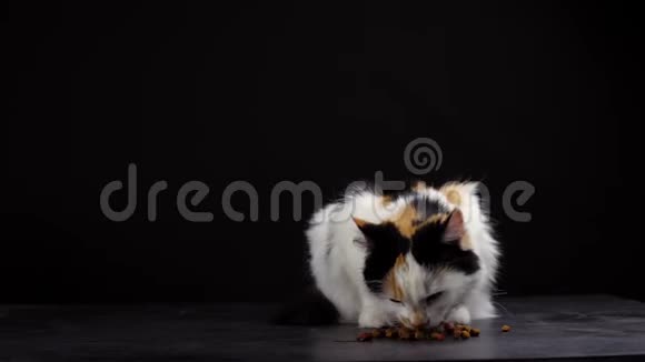 猫吃黑背景的干粮视频的预览图