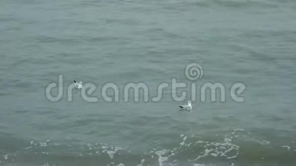 海鸥在靠近海岸的海里游泳视频的预览图