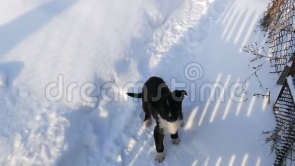 一只小狗撞倒了另一只快乐地跑到篱笆上两只欢快的小黑小狗高兴地看着视频的预览图