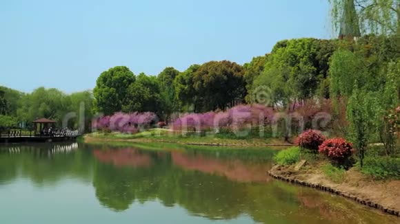 阳光明媚的一天美丽的公园有树木灌木丛草花园小径池塘视频的预览图