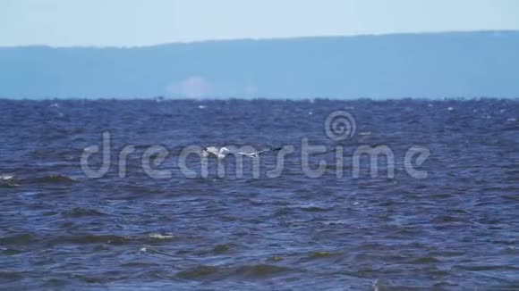 慢动作两只灰鹭鸟飞过大湖水面鹭在水上视频的预览图