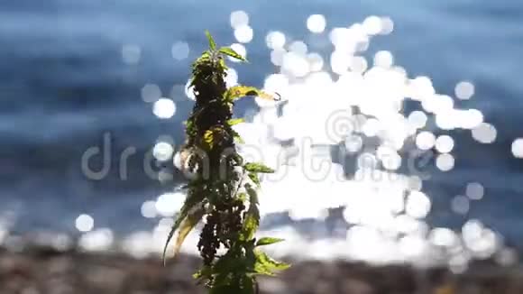 海岸的野生荨麻植物有水光视频的预览图