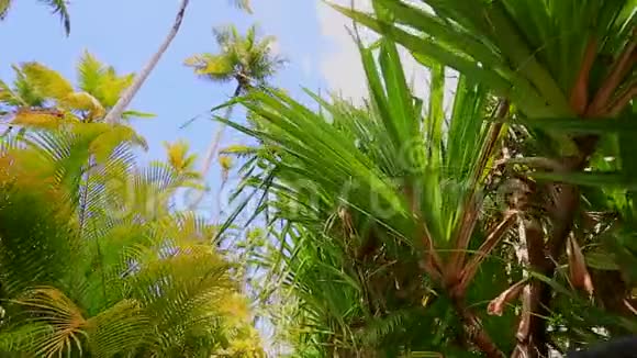 在棕榈树上移动视频的预览图