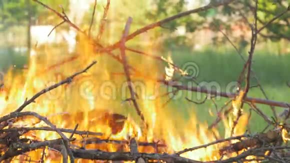 森林里燃烧着一场大火视频的预览图