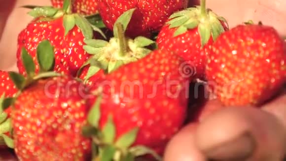 农夫在他的手掌显示红色草莓与特写在夏季雄性手掌呈现多汁的美味草莓视频的预览图