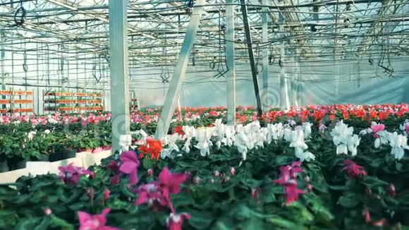 大温室里开满了五颜六色的花甜蜜素花生长在温室里视频的预览图