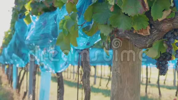 蓝鸟保护网覆盖着深色葡萄的葡萄园视频的预览图