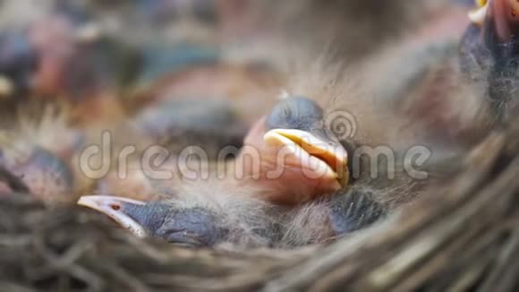 新生的鹅口疮雏鸟它们睡在一个靠近的巢里视频的预览图