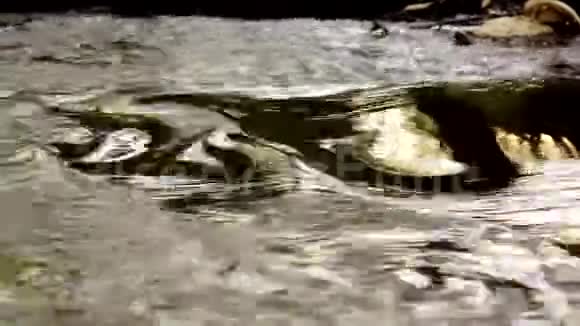 金色水流和平河流自然背景视频的预览图