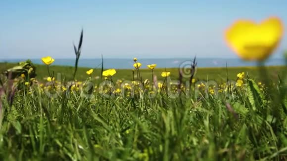 夏天在绿色草地上开的黄色小花视频的预览图