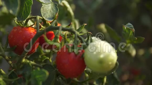 清晨的阳光洒在樱桃番茄上浆果在晨光中闪耀视频的预览图
