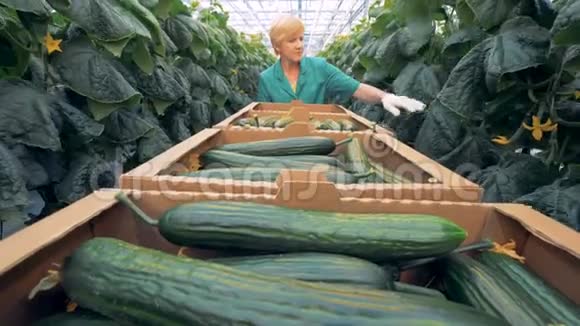 黄瓜在温室中进行的收获过程健康产品生产理念视频的预览图