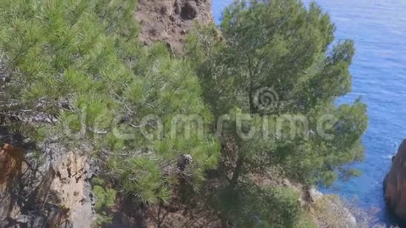 西班牙科斯塔布拉瓦的地中海松树图片视频的预览图