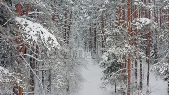 冬天森林里白雪覆盖了树木视频的预览图