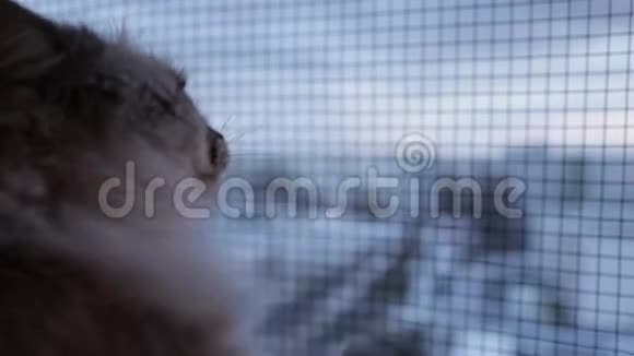 可爱的涅瓦面具猫望着窗外用它的爪子抓着玻璃冬天它的爪子回到室内视频的预览图