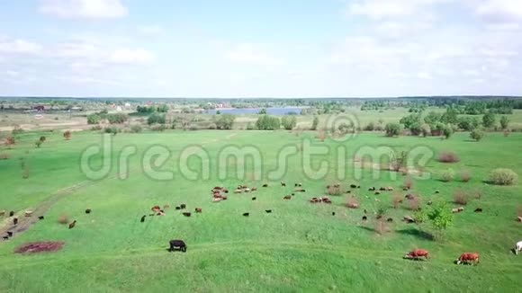 草地上的牛和羊视频的预览图
