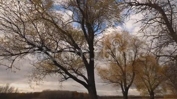 美丽的柳树有黄色的叶子在秋天蓝天的背景上有云慢动作公园里视频的预览图