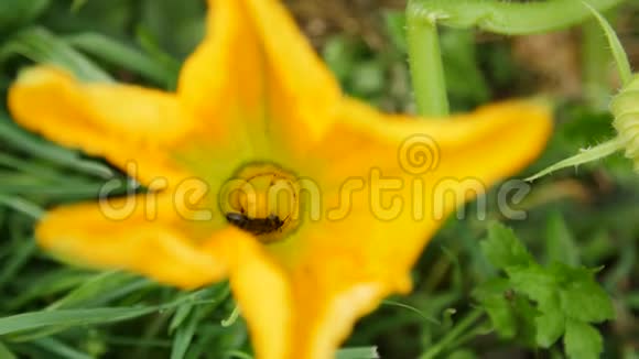 南瓜花里的蜜蜂视频的预览图