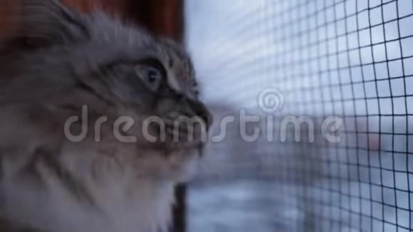 可爱的涅瓦面具猫望着窗外用它的爪子抓着玻璃冬天它的爪子回到室内视频的预览图
