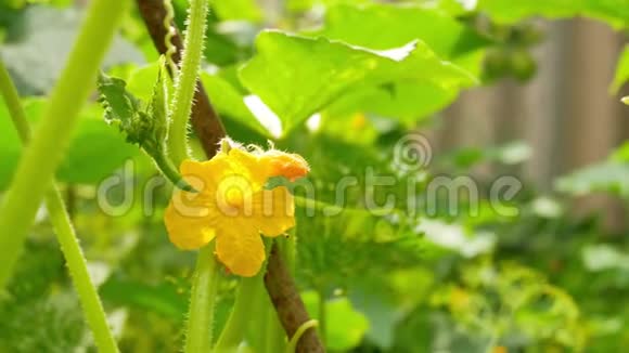 田间植物黄瓜黄雌花视频的预览图