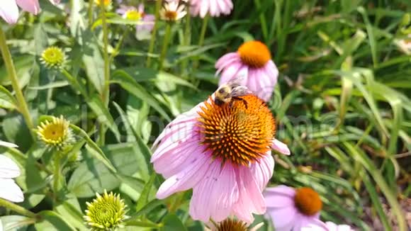 大型蜜蜂在花上收集花粉视频的预览图