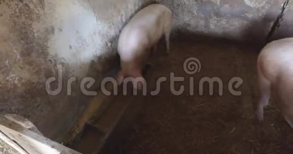 围养区内的小猪场自然饲养视频的预览图