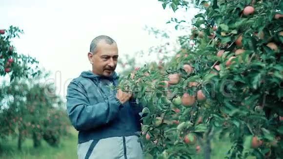 苹果园里一个快乐的农夫正在检查他的红苹果收成视频的预览图