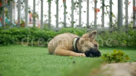 一只小可爱的小狗在一个私人乡间小屋的院子里的绿色草坪上玩耍视频的预览图