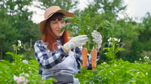 有机胡萝卜在菜园里的肖像视频的预览图