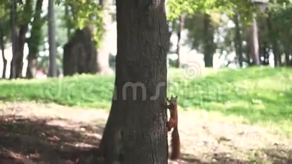 红松鼠在森林里爬了三只视频的预览图