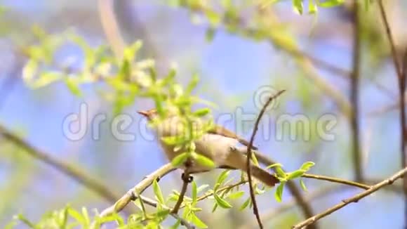 小鸟在春天的树叶中跳跃和歌唱视频的预览图