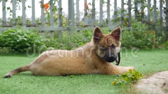 一只小可爱的小狗在一个私人乡间小屋的院子里的绿色草坪上玩耍视频的预览图