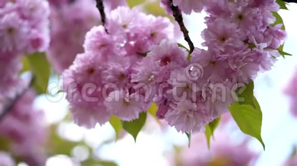 特写樱花在阳光的照射下漂亮精致的粉红色花在树上樱花盛开视频的预览图