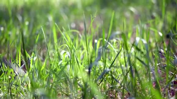 特写幼嫩的小草在色彩上轻轻地淡绿在阳光的照射下视频的预览图