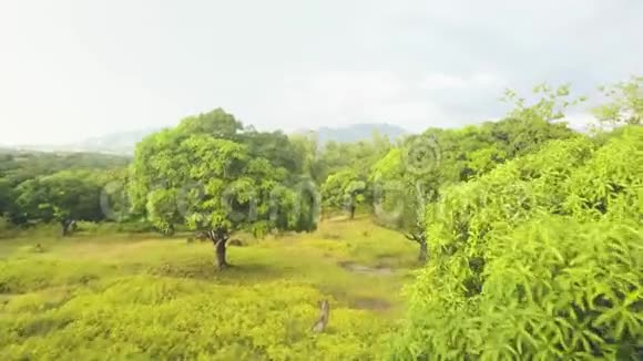从上面的飞行无人机俯瞰芒果种植园的天空和山景带芒果的热带花园视频的预览图