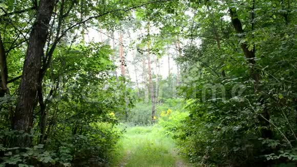 路在森林里视频的预览图