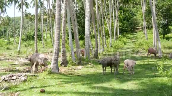 在绿色植被中的水牛家族在绿色植物中放牧的大型养牛典型的椰子景观视频的预览图
