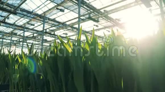 绿郁金香在温室的阳光背景下叶子视频的预览图