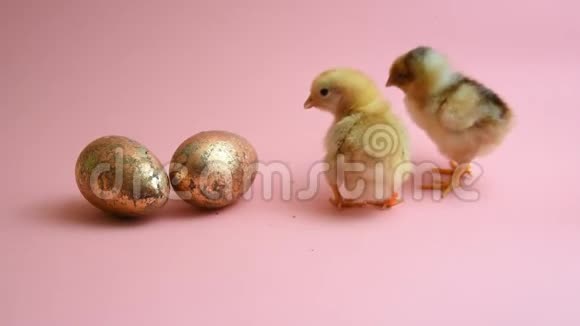 2只复活节雏鸡和2只金色复活节彩蛋视频的预览图