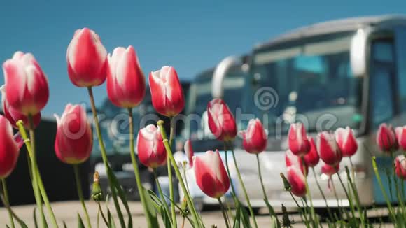 一些旅游巴士的前景郁金香荷兰的旅游概念视频的预览图