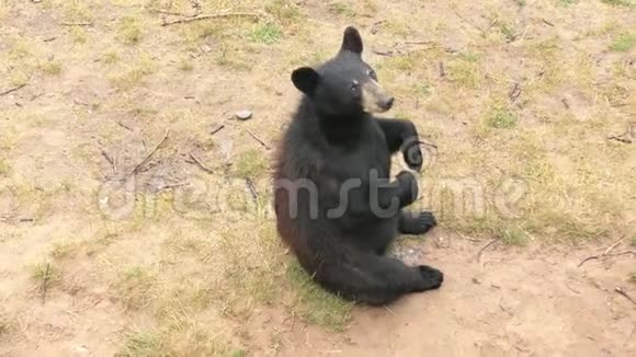黑熊坐在地上视频的预览图