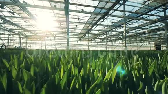 新鲜郁金香在地上生长在现代温室里视频的预览图