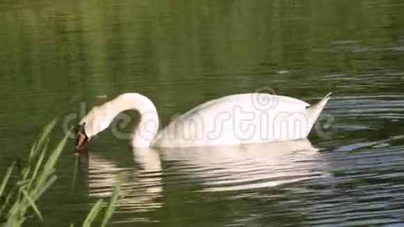 天鹅在水里吃视频的预览图
