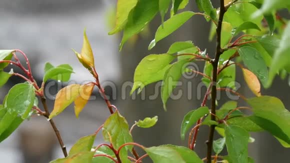 盲目的或蘑菇雨和太阳在树枝和树叶上的杏树近景夏季或春季的暖雨视频的预览图