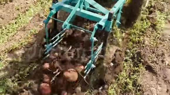 用手拖拉机挖土豆的过程挖土豆的设备带有马铃薯挖掘机的马达块视频的预览图